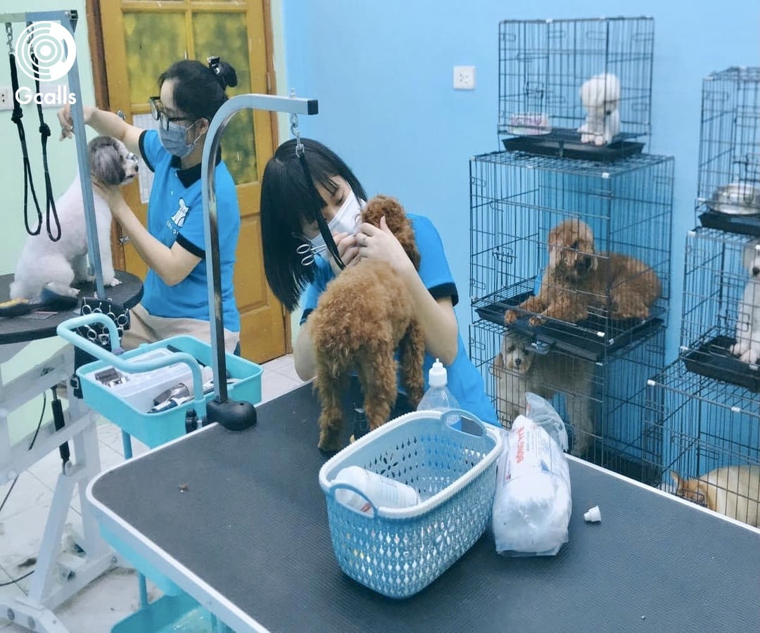 Dịch vụ chăm sóc thú cưng